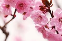 Papermoon Fototapete »Peach Blossom«, glatt