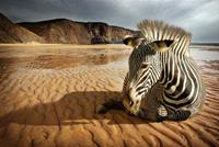 Papermoon Fotobehang Zebra op het strand fluwelig, vliesbehang, eersteklas digitale print