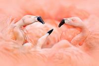 Papermoon Fototapete »Flamingos«, samtig, Vliestapete, hochwertiger Digitaldruck, inklusive Kleister