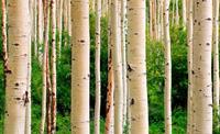 Papermoon Fototapete »Aspen Woods in Summer«, glatt