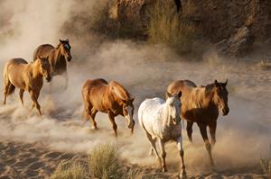 Papermoon Fotobehang Wild Horses