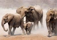 Papermoon Fototapete »Elephan Herd«, glatt