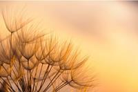 Papermoon Fototapete »Dandelion Sunset«, glatt