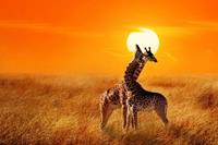 Papermoon Fototapete »Giraffes against Sunset«, glatt