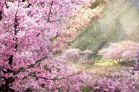 Papermoon Fototapete »Kirschblüten Bäume«, samtig, Vliestapete, hochwertiger Digitaldruck, inklusive Kleister