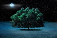 Papermoon Fototapete »Baum in Landschaft bei Nacht«, samtig, Vliestapete, hochwertiger Digitaldruck, inklusive Kleister