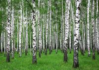 Papermoon Fototapete »Summer Birch Forest«, glatt