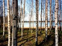 Papermoon Fototapete »Finnish Forest of Birch Trees«, glatt