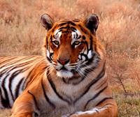 Papermoon Fototapete »Tiger«, glatt