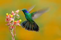 Papermoon Fototapete »Hummingbird Colibri Thalassinus«, glatt