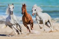 Papermoon Fototapete »Horse Herd Run Gallop«, glatt