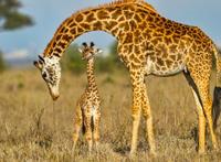 Papermoon Fotobehang Masai giraf Protecting baby