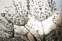 Papermoon Fototapete »Dandelion Seeds Drops«, glatt