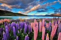 Papermoon Fotobehang Meer Tekapo lupines Vliesbehang, eersteklas digitale print