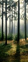 Papermoon Fotobehang Forest - Deurbehang Vlies, 2 banen, 90x 200 cm (2 stuks)