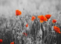 Papermoon Fotobehang Red Poppy Flowers