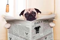 Papermoon Fotobehang Newspaper Dog
