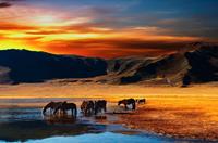 Papermoon Fototapete »Mongolian Horses«, glatt