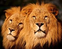 Papermoon Fotobehang Keren Lions