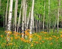 Papermoon Fotobehang Aspen Grove and oranje Wildflowers