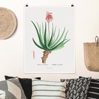 Bilderwelten Poster Botanik Vintage Illustration Aloe Rosa Blüte