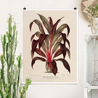 Bilderwelten Poster Botanik Vintage Illustration Drachenbaum