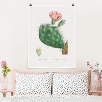 Bilderwelten Poster Botanik Vintage Illustration Kaktus Rosa Blüte