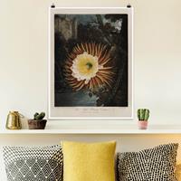 Bilderwelten Poster Botanik Vintage Illustration Kaktusblüte