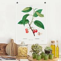 Bilderwelten Poster Botanik Vintage Illustration Rote Kirschen