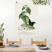 Bilderwelten Poster Vintage Botanik Illustration Kakao