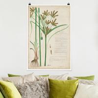 Bilderwelten Poster Vintage Botanik Zeichnung Gräser I