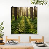Bilderwelten Poster Natur & Landschaft - Quadrat Sonnenstrahlen in grünem Wald