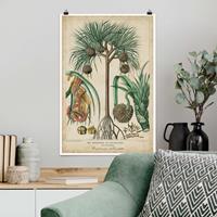 Bilderwelten Poster Vintage Lehrtafel Exotische palmen I