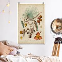 Bilderwelten Poster Vintage Lehrtafel Exotische Palmen III