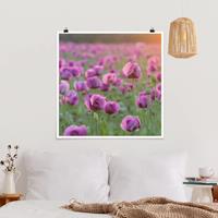 Bilderwelten Poster Blumen - Quadrat Violette Schlafmohn Blumenwiese im Frühling