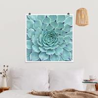 Bilderwelten Poster Blumen - Quadrat Kaktus Agave