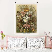 Bilderwelten Poster Vintage Lehrtafel Orchidee