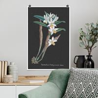 Bilderwelten Poster Weiße Orchidee auf Leinen I