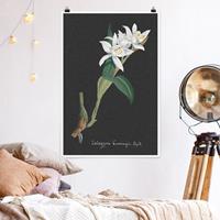Bilderwelten Poster Weiße Orchidee auf Leinen II