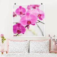 Bilderwelten Poster Blumen - Quadrat Nahaufnahme Orchidee