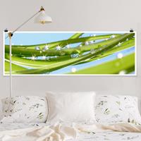 Bilderwelten Panorama Poster Blumen Fresh Green