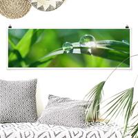 Bilderwelten Panorama Poster Blumen Green Ambiance II