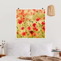 Bilderwelten Poster Blumen - Quadrat Summer Poppies