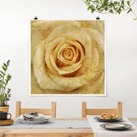 Bilderwelten Poster Blumen - Quadrat Vintage Rose
