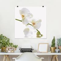 Bilderwelten Poster Blumen - Quadrat White Orchid Waters