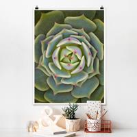 Bilderwelten Poster Blumen - Hochformat Sukkulente - Echeveria Ben Badis