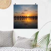 Bilderwelten Poster Tiere - Quadrat Kamele im Sonnenuntergang