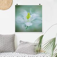 Bilderwelten Poster Blumen - Quadrat Weiße Akelei