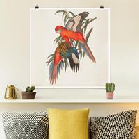 Bilderwelten Poster Tiere - Quadrat Tropische Papageien I