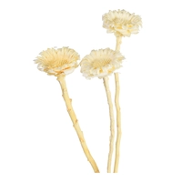 DEPOT Gedroogde bloemen Protea bloesem